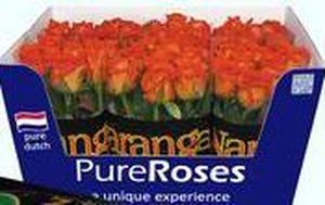 ROSE NARANGA 50